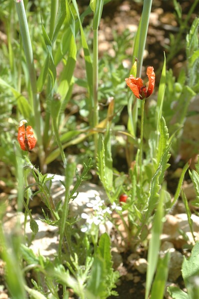 Papaver argemone