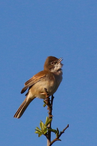 Fauvette grisette