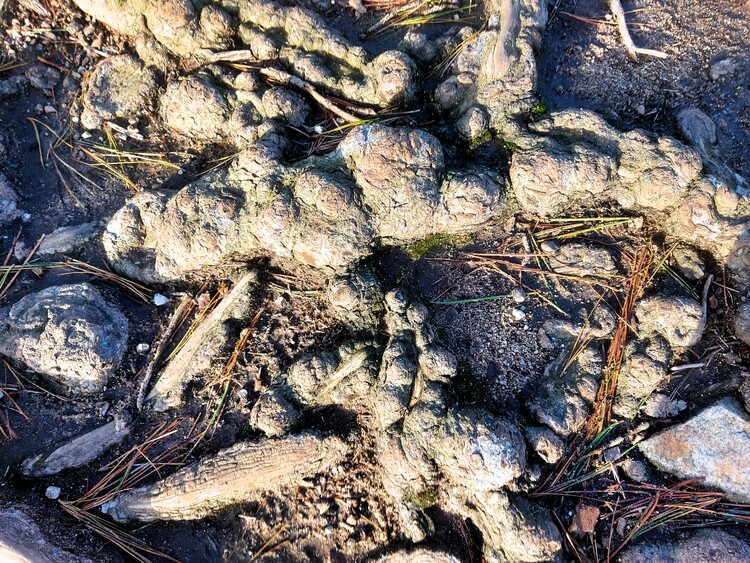 Entre deux giboulées de mars en décembre Balade à Baden golfe du Morbihan (1)