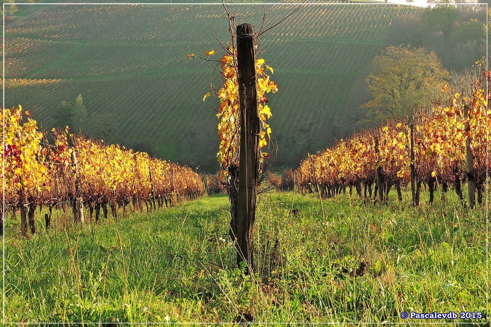 Dans les coteaux dorés de l'Entre-Deux-Mers - 5/6