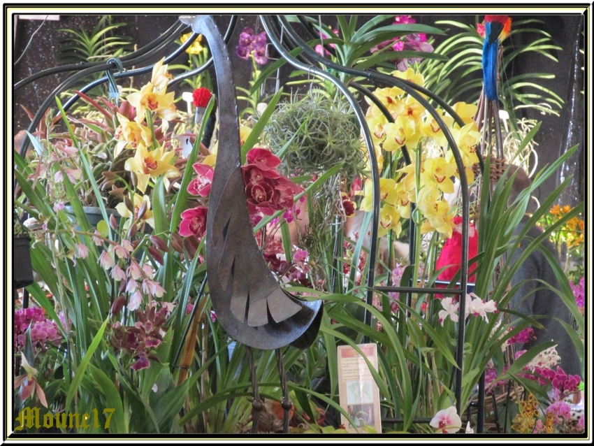 Exposition d'orchidées à La Jarne (17)