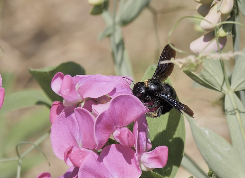 Le xylocope violet