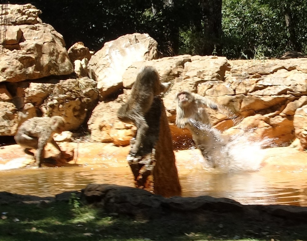 La forêt des singes à Rocamadour (1/3) : jeux d'eau...