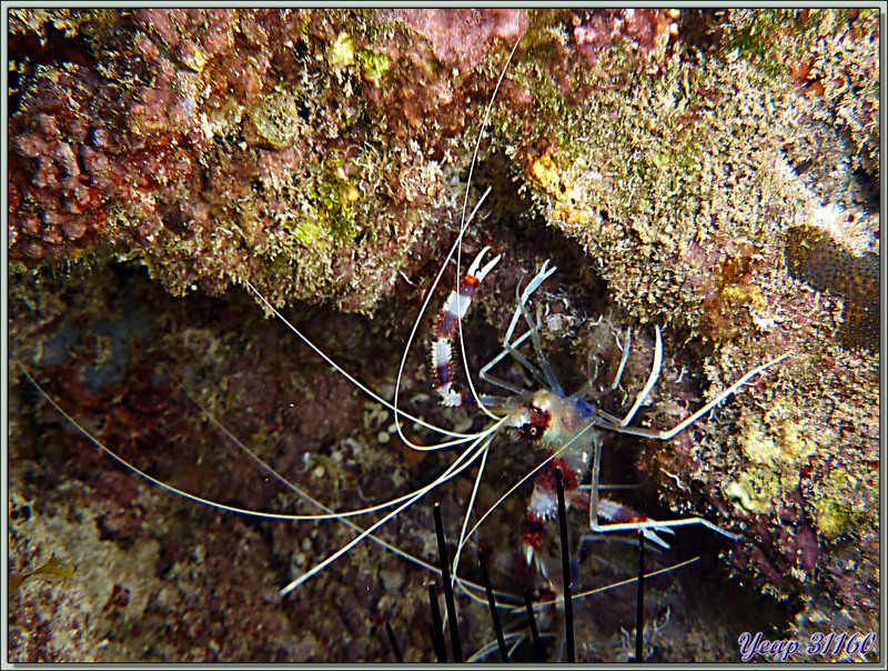 Grande crevette nettoyeuse (Stenopus hispidus) - Anse Marie-Louise - Mahé - Seychelles