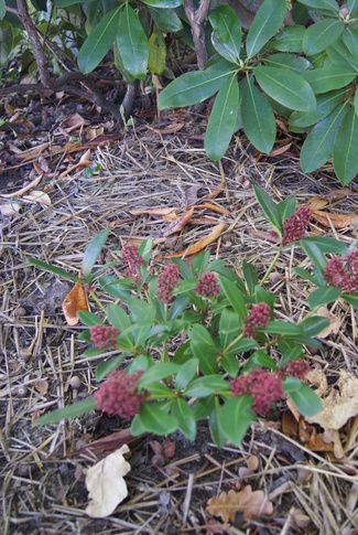 skimmia Rubella