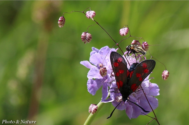 Zygaena filipendulae