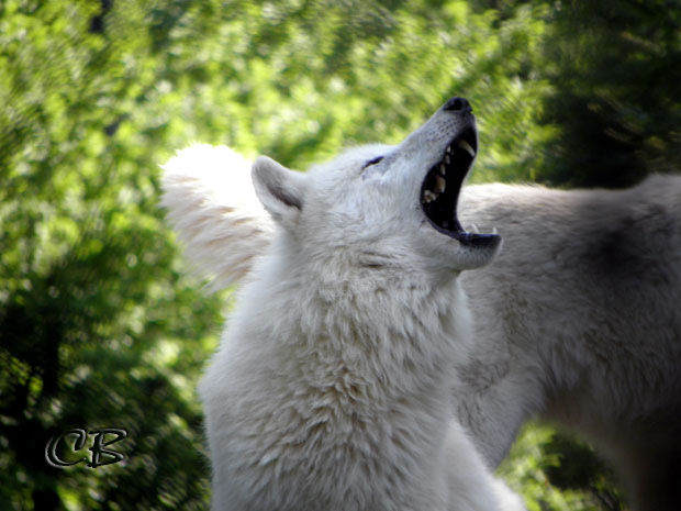 Parc de Ste-Croix mâchoire loup blanc