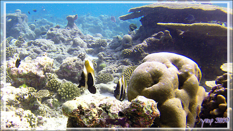 Poisson cocher fantôme ou Hénioche singulier, Phantom or indian ocean bannerfish (Heniochus pleurotaenia) - Moofushi Kandu - Atoll d'Ari - Maldives