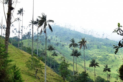 cocoland site similaire forest cocoland site similaire forest