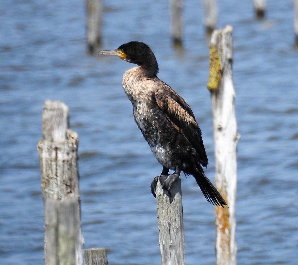 Un cormoran solitaire au Teich...
