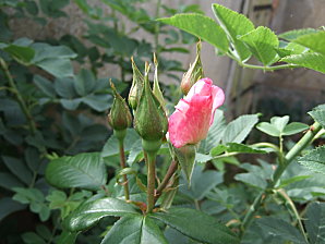 rose et chevrefeuille juin 2010 002