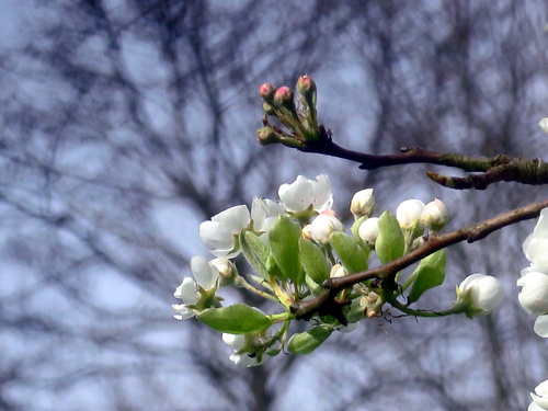 Poirier en fleurs 