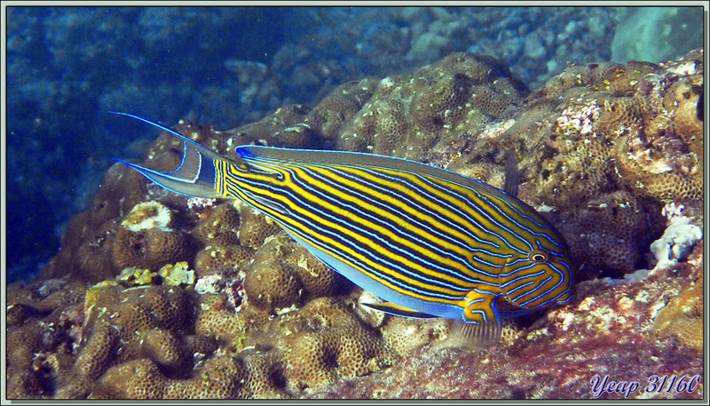 Poisson-chirurgien clown ou à lignes bleues ou zèbre (Acanthurus lineatus) - Anse Takamaka - Mahé - Seychelles