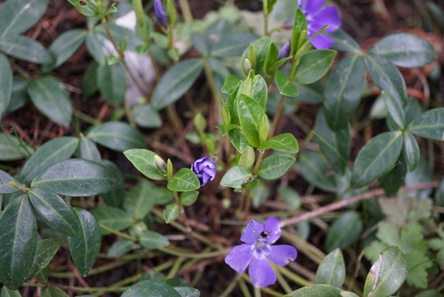 Vinca minor