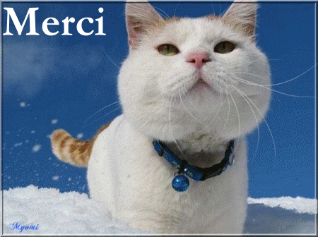Résultat de recherche d'images pour "merci CHAT GIF"