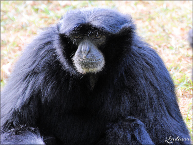 Gibbons Siamang (Zoo de Doué la Fontaine)