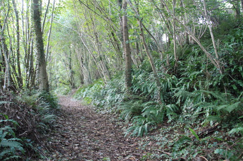 Ce jour découverte d'une forêt....