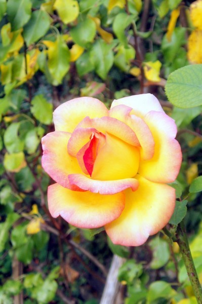 ea5 - Une rose
