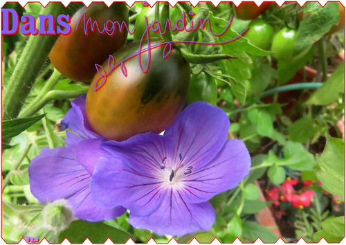 Tomates : plantes amies & ennemies
