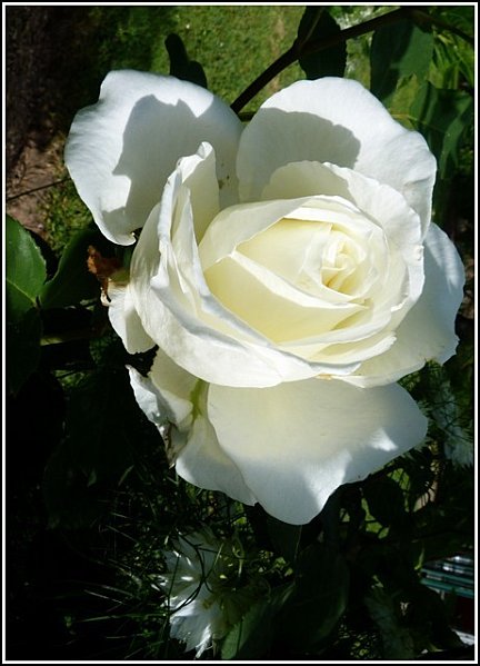 rose-blanche1-copie-1.jpg