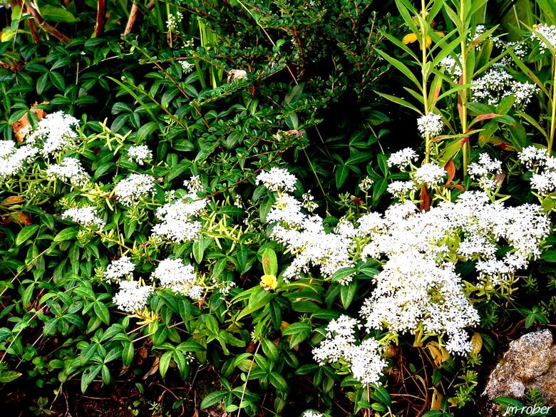 Jardin : Fleurs d'été, quand les mélanges rentrent en scène