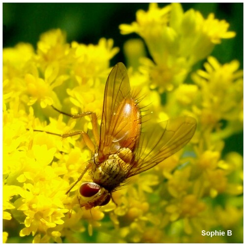 Du monde sur le solidago canadensis .