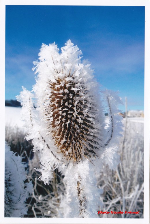 Photos de neige, par Nicole Prévost....