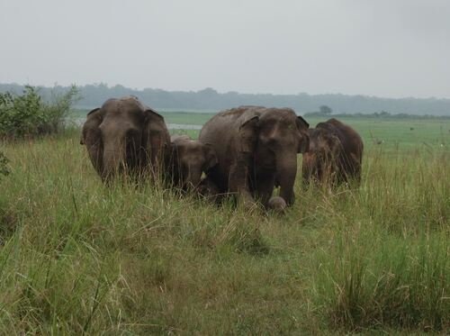24 février au 9 mars: Le Sri Lanka, terre des éléphants...