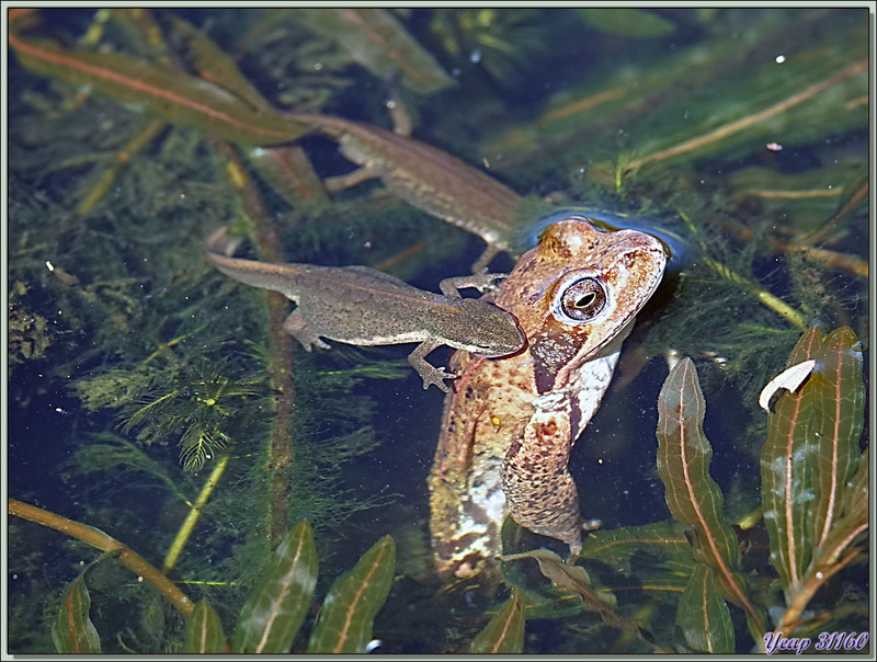 Les tritons de mon bassin avec des alevins et leur cousine grenouille rousse - Lartigau - Milhas - 31