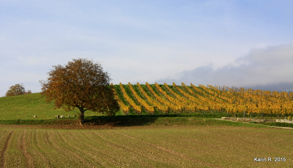 Campagne dorée