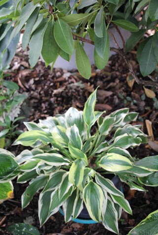 hosta Wolverine