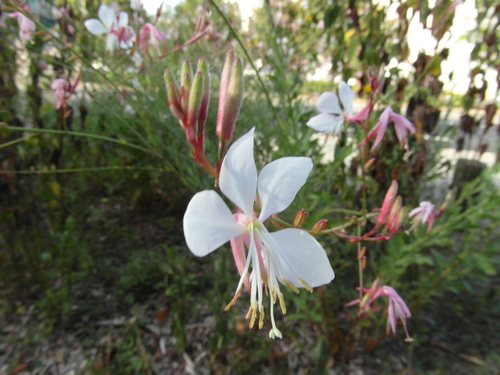 Quelques fleurs 