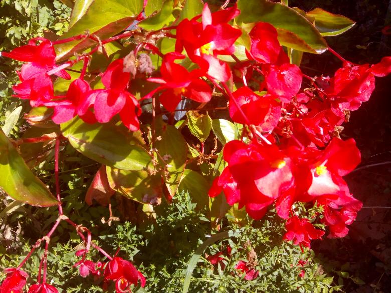 quelques photos de mon jardin ce dimanche