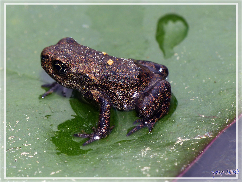 Bébé crapaud commun - Lartigau - Milhas - 31