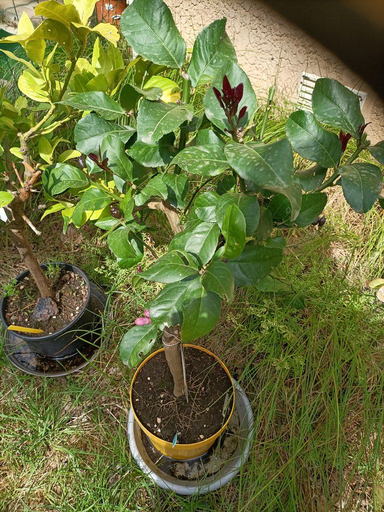 Variétés d'agrumes : le citronnier à citrons noirs...