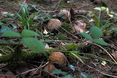 amanite rougissante - amanita rubescens - amanite vineuse ou golmote - comestible