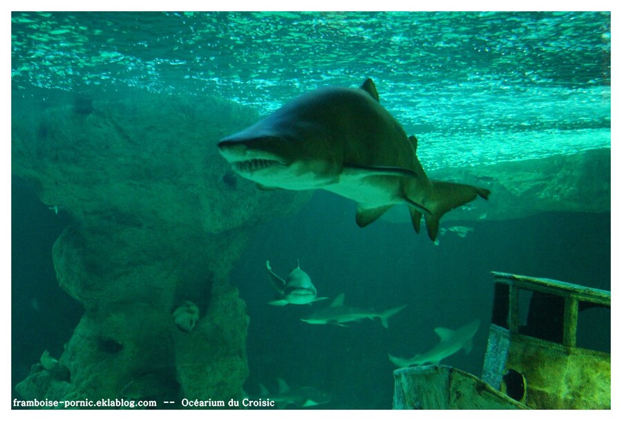 OCEARIUM DU CROISIC 