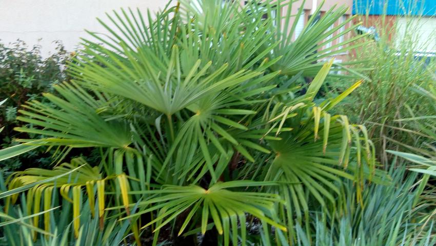 Palmier arbustif (Chamaerops humilis), le plus facile à cultiver