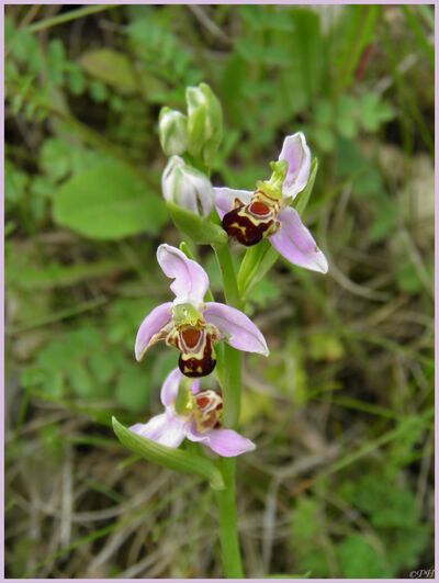 Ophrys abeille