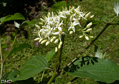 Cornus sanguinea  -  cornouiller sanguin