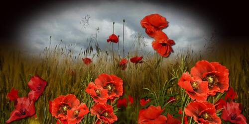 les coquelicots