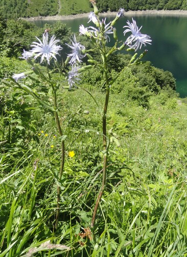 Fleurs bleues