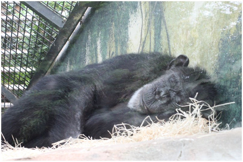 Au zoo de Beauval-25-D'autres gorilles
