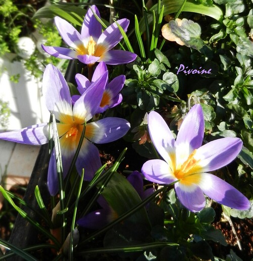 PROMENADE AU MILIEU DES CROCUS DE MON BALCON