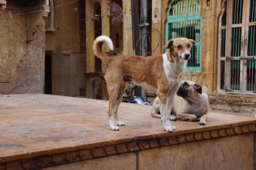 Dans les rues de la citadelle de Jaisalmer