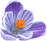 Tubes Fleurs - Divers