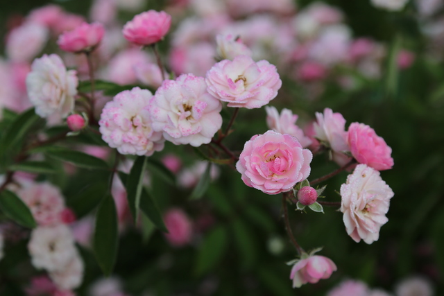 Concours International de Roses Nouvelles du Roeulx 2016 - Résultats