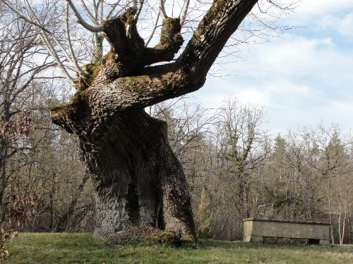 Arbres remarquables