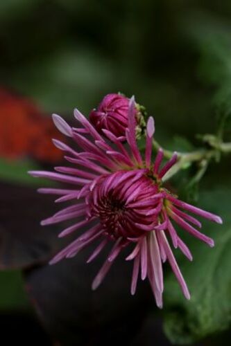 Chrysanthemum Empereur de Chine