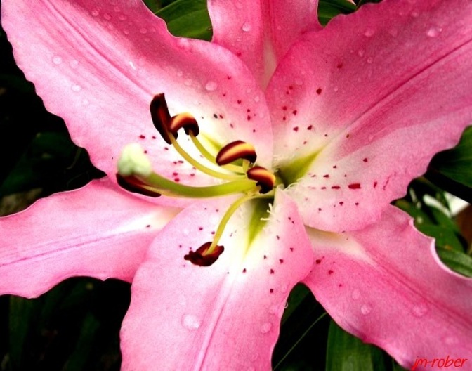 Le lis ou lys blanc ?  une plante pleine de pouvoirs 